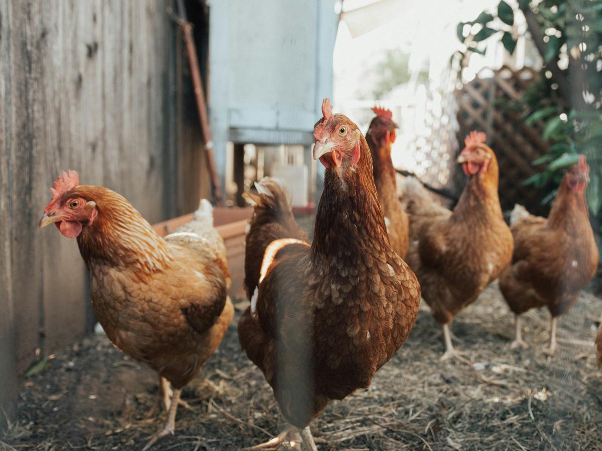 Livestock Sector
