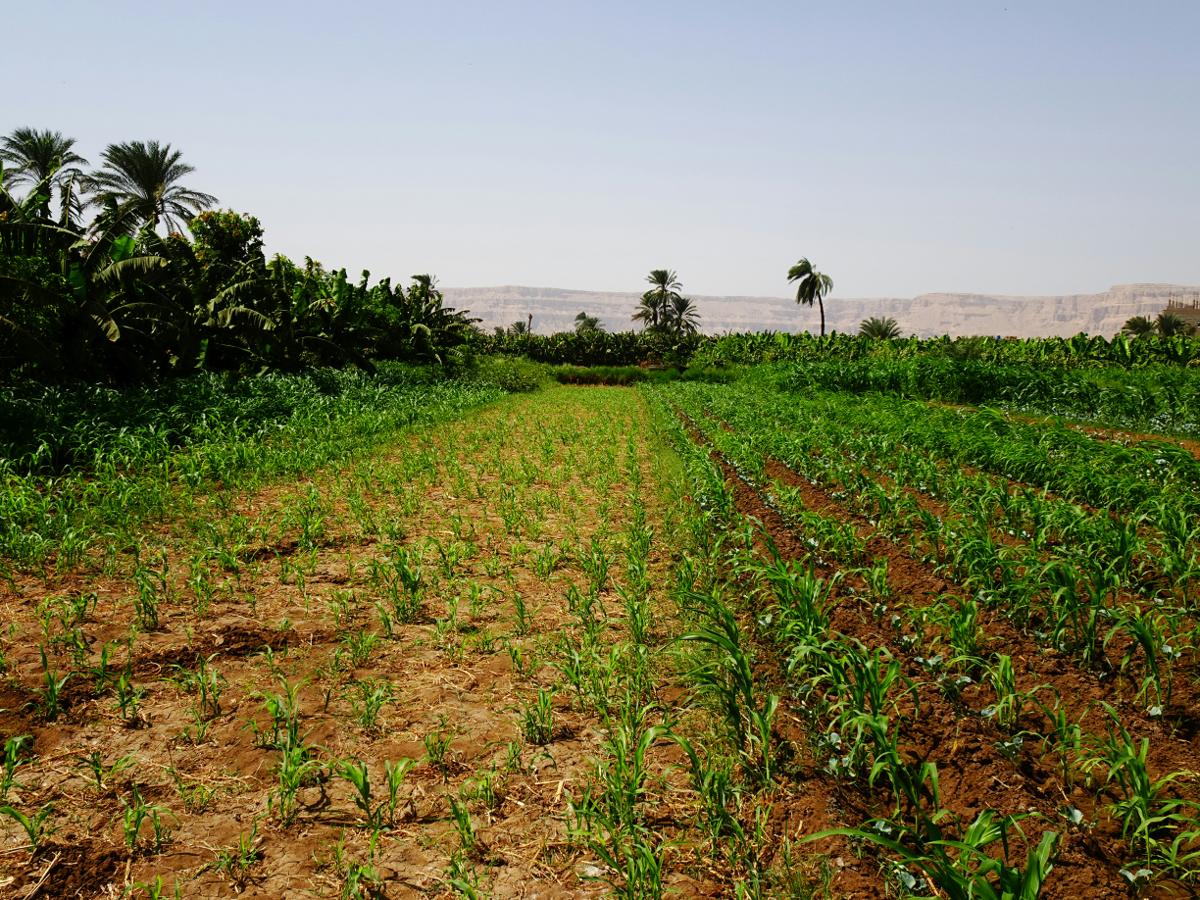 Agricultural Sector